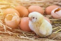 Baby chicken with broken eggshell in the straw nest