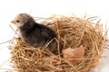 Baby chicken with broken eggshell in the straw nest on white background Royalty Free Stock Photo