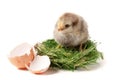 Baby chicken with broken eggshell in the straw nest on white background Royalty Free Stock Photo