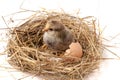 Baby chicken with broken eggshell in the straw nest on white background Royalty Free Stock Photo