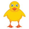 Baby chicken, chick Vector Icon