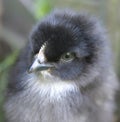 Baby chicken close-up