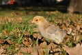 Yellow chick close up in grass