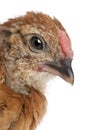 Baby chicken, 23 days old, in front of white background Royalty Free Stock Photo