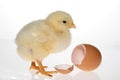 Baby Chicken & Egg Royalty Free Stock Photo