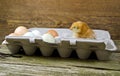 Baby chicken in egg carton Royalty Free Stock Photo