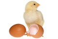 Baby Chicken & Eggs Royalty Free Stock Photo