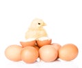 Baby chicken with eggs and eggshell. isolated on white background Royalty Free Stock Photo