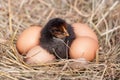 Baby chicken with eggs in the straw nest Royalty Free Stock Photo