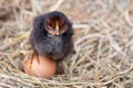 Baby chicken with eggs in the straw nest Royalty Free Stock Photo