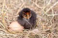 baby chicken with eggs in the straw nest Royalty Free Stock Photo