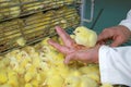 Baby chicken in farm hatchery