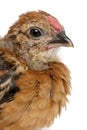 Baby chicken, in front of white background Royalty Free Stock Photo