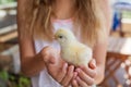 Baby chicken in girls hands