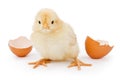 A baby chicken hatched from a brown egg Royalty Free Stock Photo