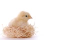 Baby Chicken In Her Nest Royalty Free Stock Photo