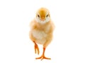 Baby chicken isolated white Royalty Free Stock Photo