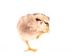 Baby chicken isolated on white, motion blurred Royalty Free Stock Photo