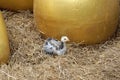 Baby chicken lying on the hay