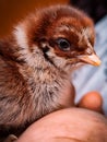 Baby chicken on my hand jut 2days after birth Royalty Free Stock Photo