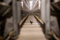 Baby chicken in poultry farm Royalty Free Stock Photo