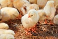 Baby chicken in poultry farm Royalty Free Stock Photo