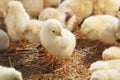 Baby chicken in poultry farm Royalty Free Stock Photo