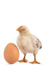 Baby Chicken and a single egg Royalty Free Stock Photo