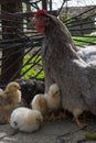 Baby chicken with their hen Royalty Free Stock Photo