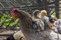 Baby chicken with their hen Royalty Free Stock Photo