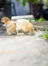 Baby chickens in the back yard Royalty Free Stock Photo