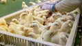 Baby Chickens just born on tray Royalty Free Stock Photo