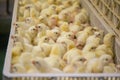 Baby Chickens just born on tray Royalty Free Stock Photo