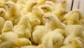 Baby Chickens just born on tray Royalty Free Stock Photo