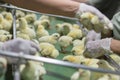 Baby Chickens just born on tray, Royalty Free Stock Photo