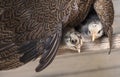 Baby Chickens Under Mother Hen's Wing