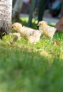 Baby chickens walking on grass Royalty Free Stock Photo
