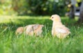 Baby chickens walking on grass Royalty Free Stock Photo
