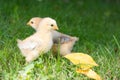 Baby chickens walking on grass Royalty Free Stock Photo