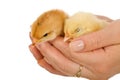Baby chickens in woman hand Royalty Free Stock Photo