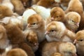 Baby chicks Royalty Free Stock Photo