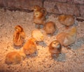 Baby chicks Royalty Free Stock Photo