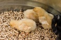 Baby chicks being raised in pen Royalty Free Stock Photo