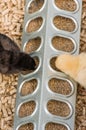 Baby chicks being raised in pen Royalty Free Stock Photo