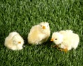 Baby chicks in the grass