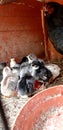 Baby chicks just born in the countryside,