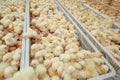 Baby chicks just coming out from Eggs. Royalty Free Stock Photo