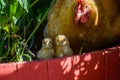 Baby chicks