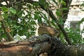 Baby chicks thrush sitting on a tree Royalty Free Stock Photo