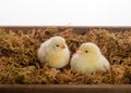 Baby Chicks Royalty Free Stock Photo